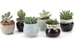 T4U Tiny Planters: A Charming Oasis for Your Mini Green Friends