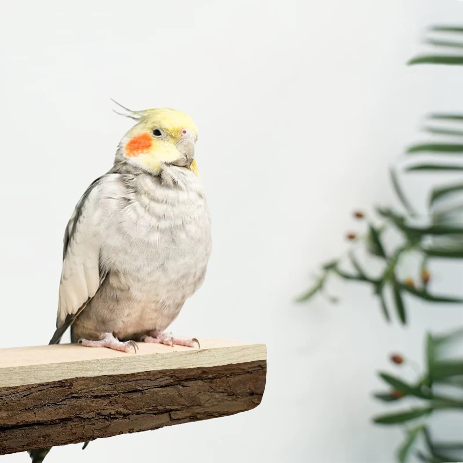 3 Posatoi In Legno Naturale Per Uccelli - Per Pappagalli, Cacatua E Parrocchetti - Foto 13