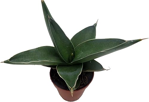 Miniatura 5 de Planta de serpiente de espada samurái rara - Sansevieria - Maceta de 2 pulgadas - Serie de coleccionistas