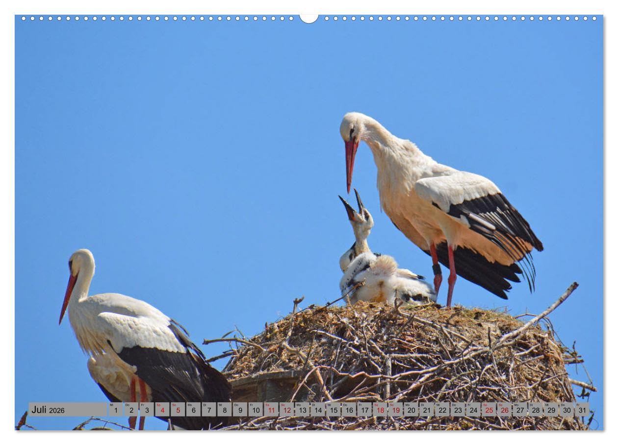 Zu Gast bei Familie Storch (Wandkalender 2026 DIN A2 quer), CALVENDO Monatskalender: Störche ... gern gesehene Gäste in Deutschland (CALVENDO Tiere)