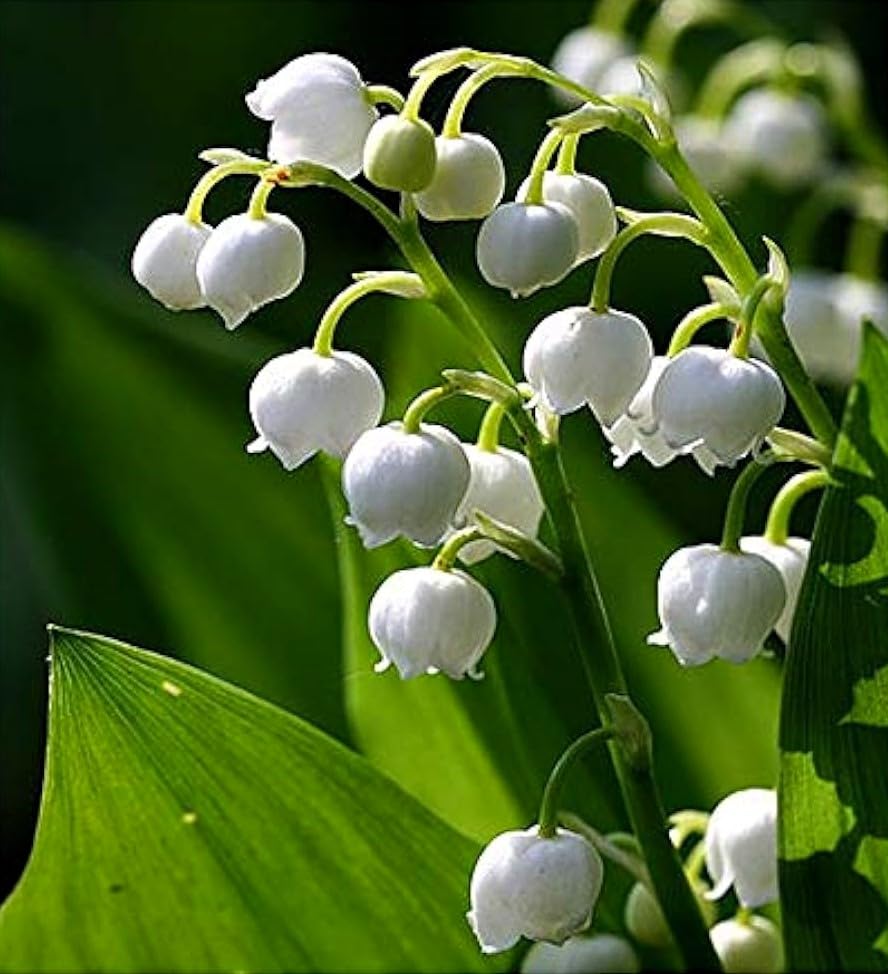Lily of The Valley 10 Roots May Lily May Bells (Convallaria majalis)