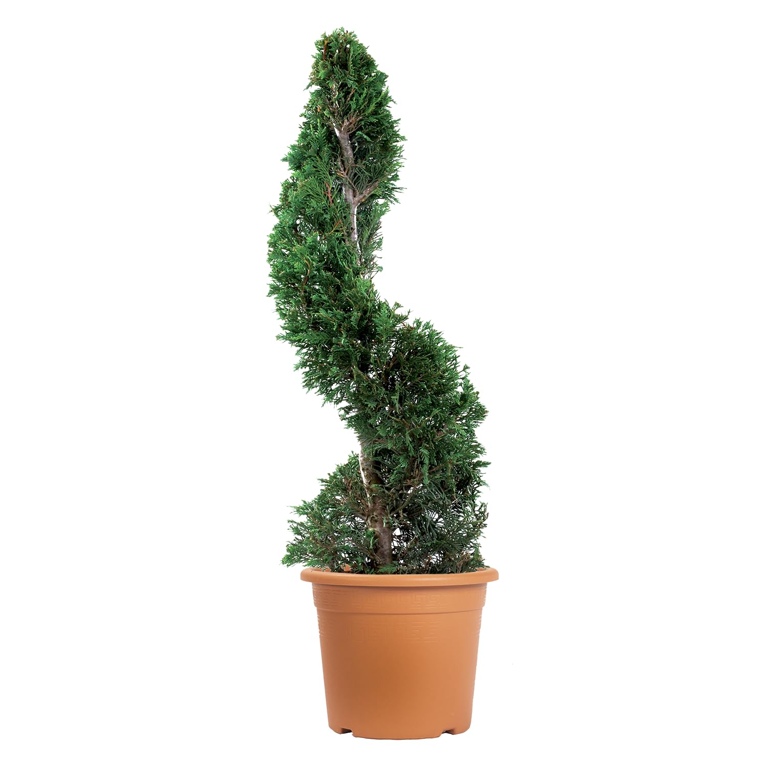 KENTIS - Cyprès Spiralé de Leyland - Cupressocyparis Leylandii - Plantes d'Extérieur Persistantes - Balcon de Jardin - H 90/110 cm Ø 24 cm