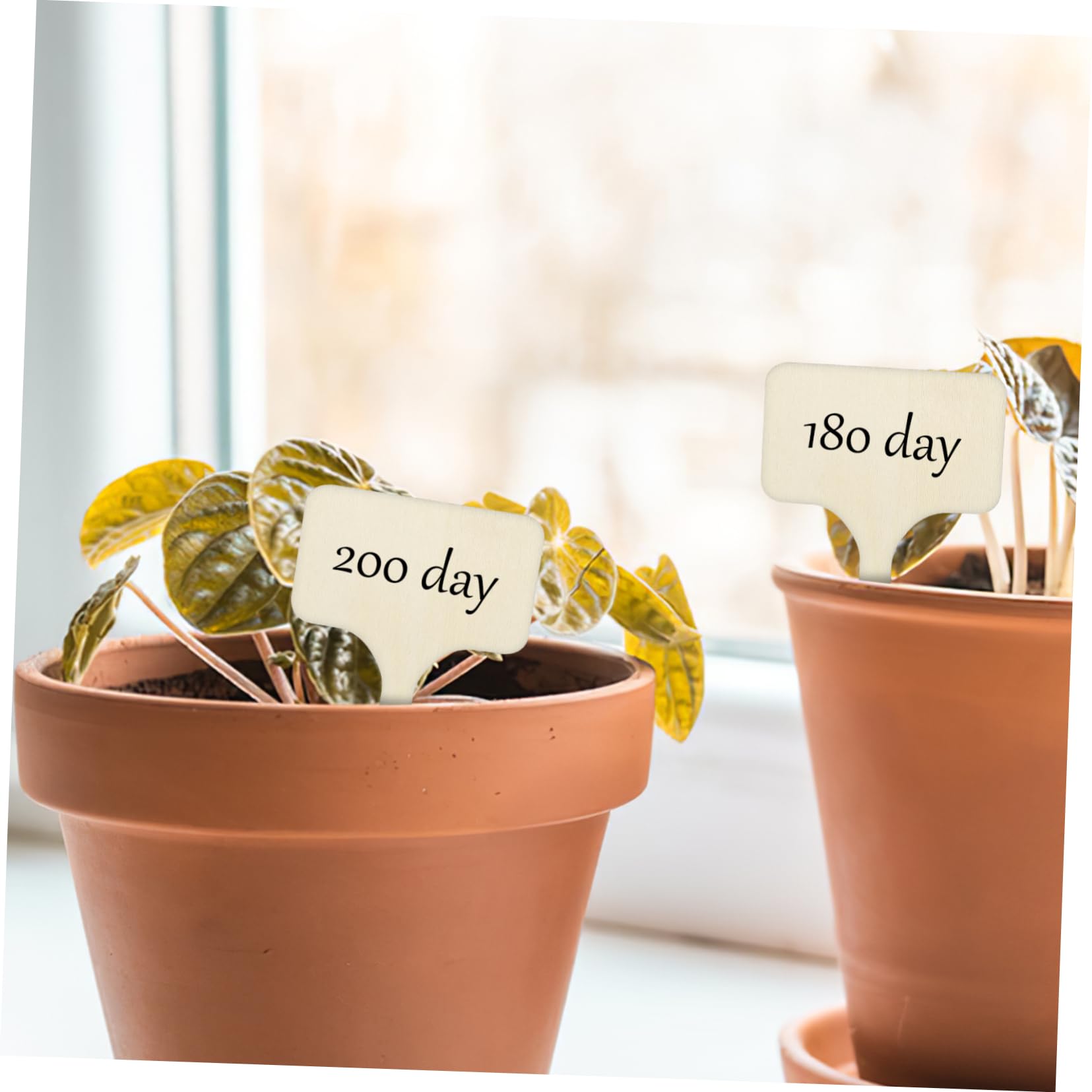 POPETPOP Lot De 4 Étiquettes De Plantes De Jardin En Bois Pour Marqueurs De Plantes D'extérieur 50 Pièces X 4