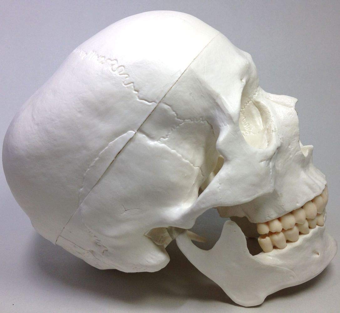 (未使用･未開封品)　実物大 超精密 頭蓋骨 模型 顎関節 可動 タイプ 歯科 耳鼻科 眼科 学校教材用 頭部 プロップ 骸骨 髑髏 ドクロ スカル ガイコツ 骨 目印に便利、 f4u0baa Amazon.co.jp: 実物大 超精密 頭蓋骨 模型 顎関節 可動 タイプ