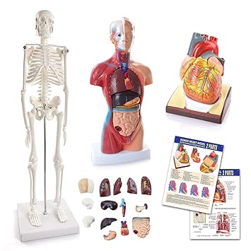 HADWYN Human Heart, Torso, and Skeleton Models - Hands-On 3D Model Study Tools for Anatomy and Physiology with Anatomical Guide Manual