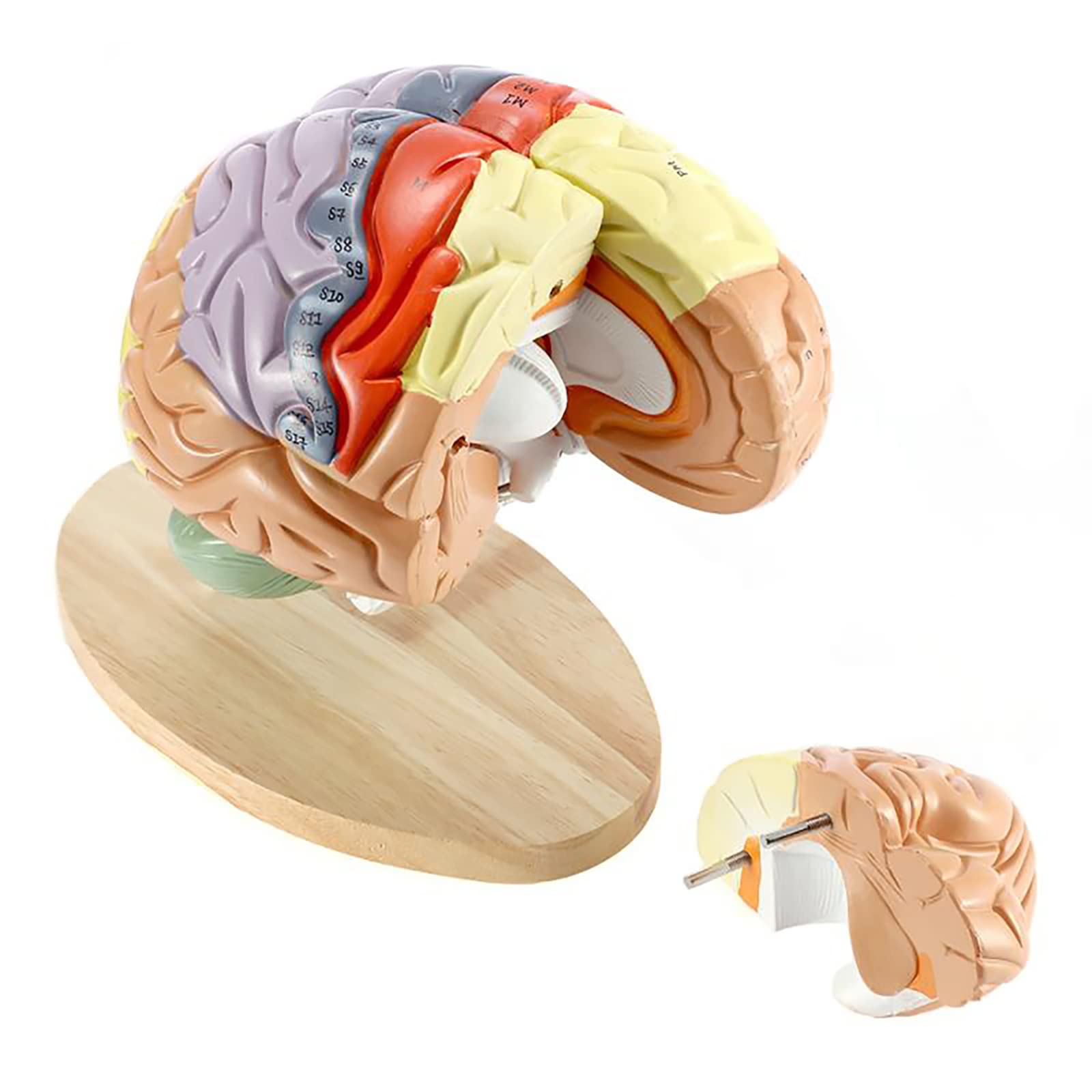 GTHTUHFD Anatomy Of The Brain Model, Psychology Of The Human Brain Model, Model Of The Medical Brain Extension 2 Times Marked, Brain Model For Teaching