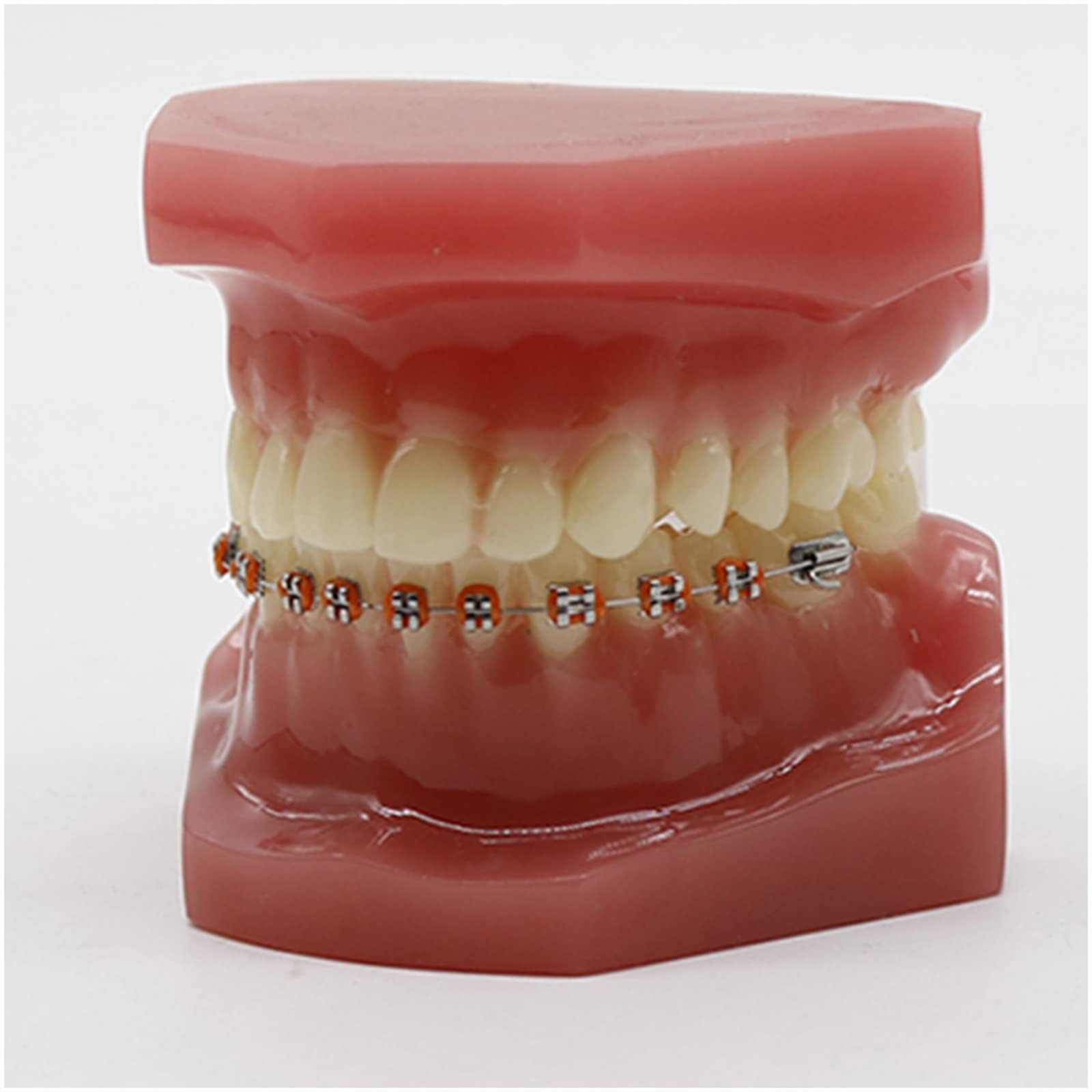 Ortodontyczny model zębów dentystycznych, model zębów ortodontycznych, 28 szt. zębów ceramicznych szelek do praktyki dydaktycznej, z metalowym i ceramicznym wspornikiem (C)