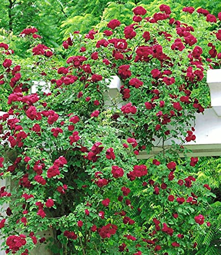 BALDUR Garten 1x Rambler-Rose 'Chevy Chase', Pflanze wurzelballiert, Kletterrose winterhart, mehrjährige Kletterpflanze, blühend, Rosa Hybride, dicht gefüllte Blüten, Rosen-Rarität