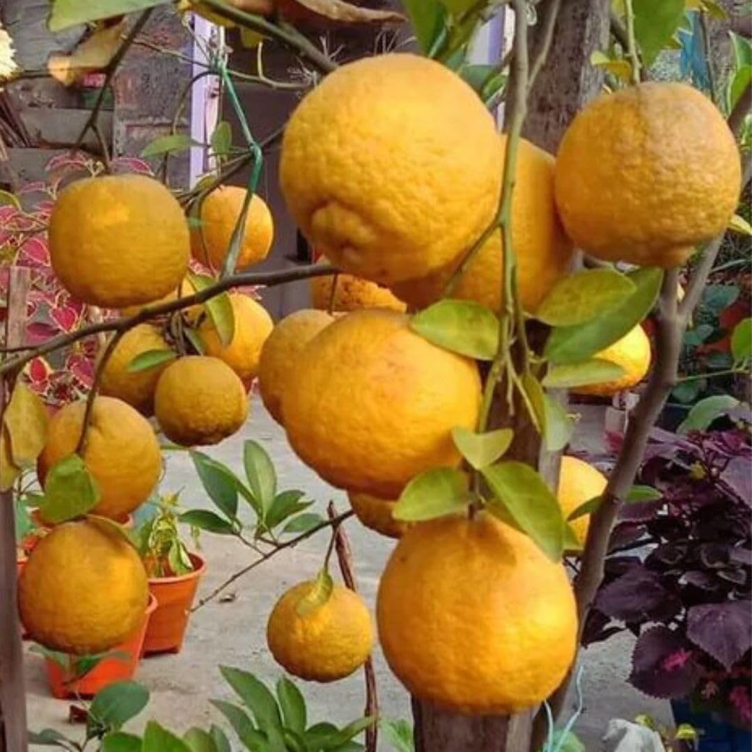 Greenlifelive Nagpur Orange (Grafted) - Fruit Plants & Tree,(1.8-3.5 Ft Hight) Hybrid healthy Plant and Tree (B0C57HGG92) Amazon Price History, Amazon Price Tracker