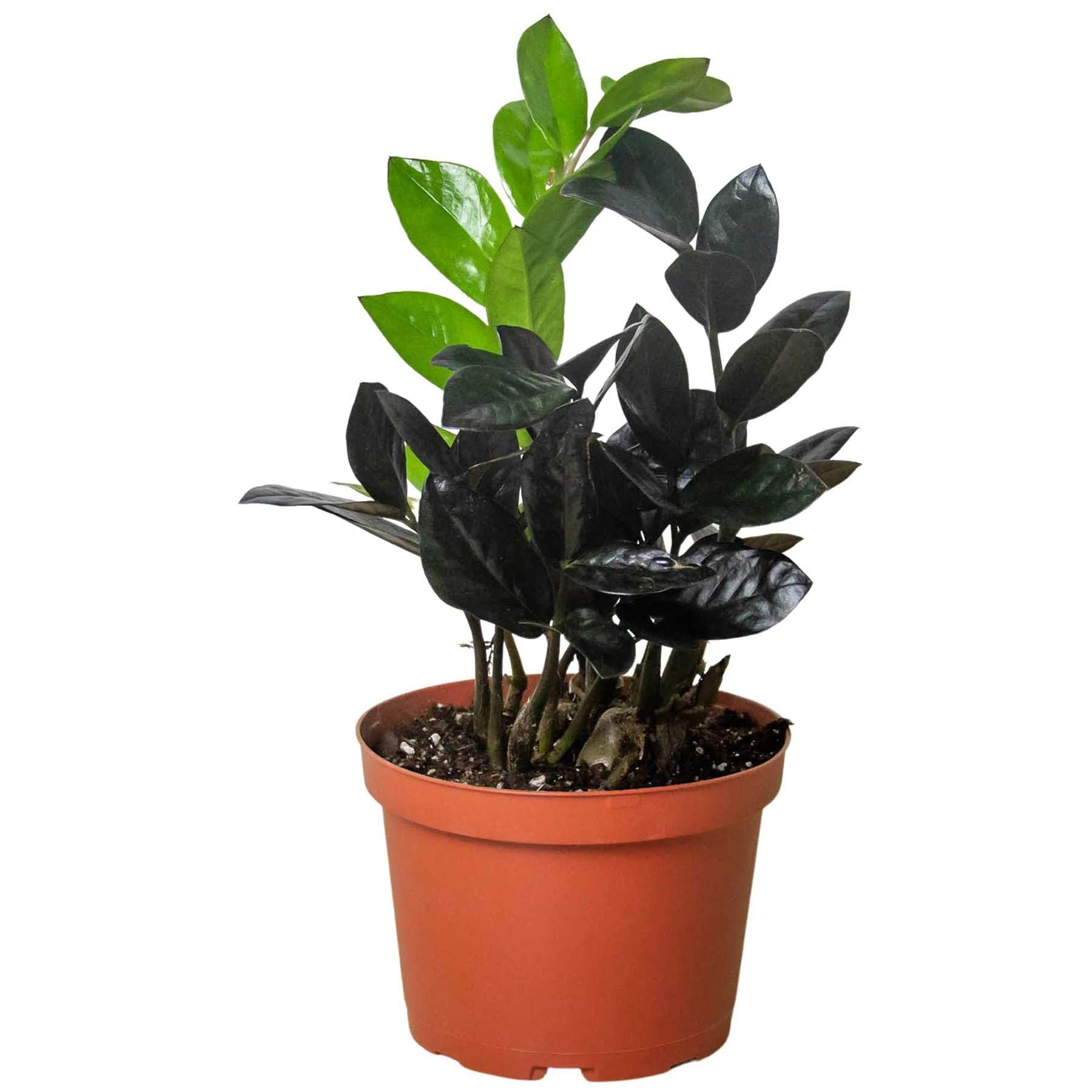 dracaena plant sun Dracaena Dragon Tree Bicolor, Tree Form