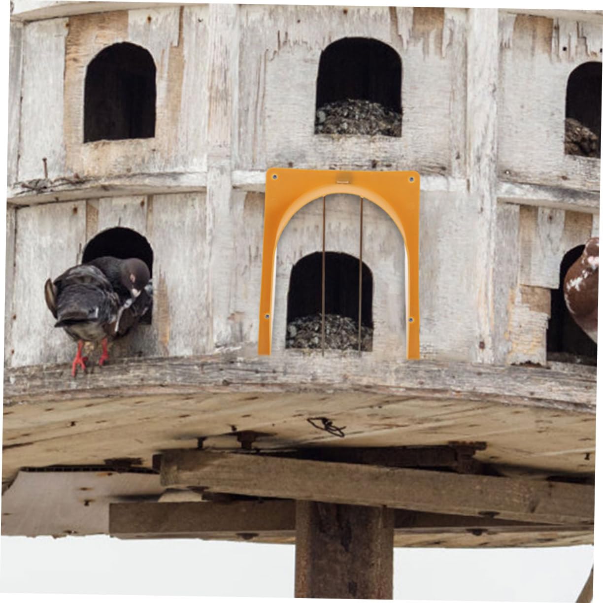SOIMISS 5 Pz Gabbia Per Piccioni Porta Mangiatoia Porta Per Piccioni Da Corsa Accessorio Per Uccelli Cattura Furetti Corvo Piccione Domestico Porta D'Ingresso Nido Di Miglio