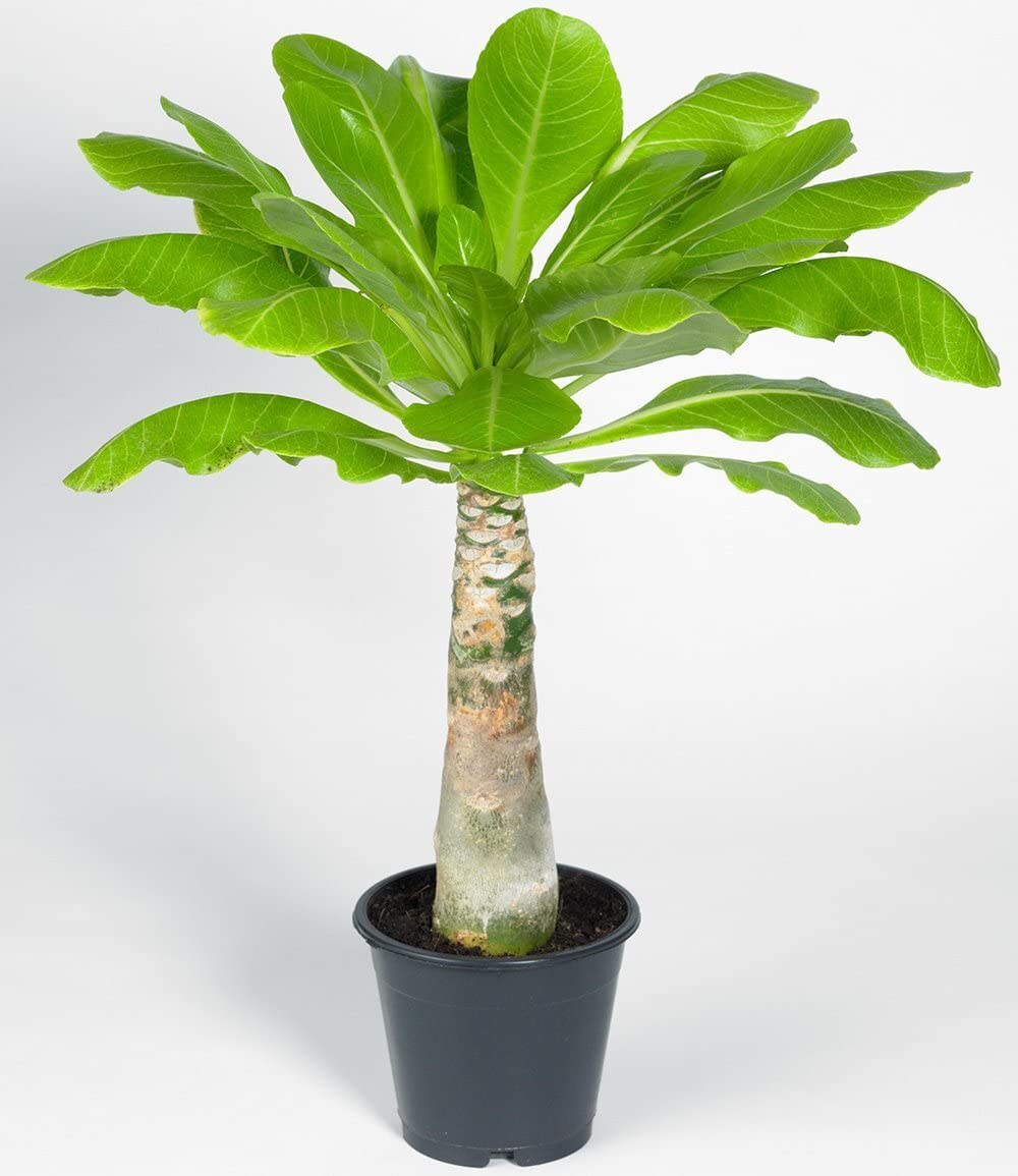 palme zimmerpflanze kaufen Goldfruchtpalme (Dypsis lutescens) kaufen