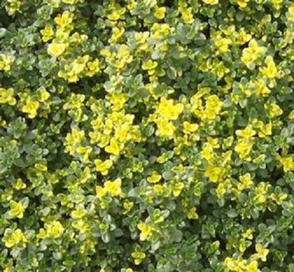 Thyme Creeping 'Doone Valley' Perennial Herb Plug Plants Pack x6