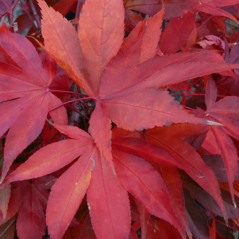 Acer palmatum 'Osakazuki' Japanese Maple Tree - Stunning Autumn Colours, Slow Growing, Hardy - Ideal for Containers – 1x 12 Litre Potted Plant by Thompson & Morgan