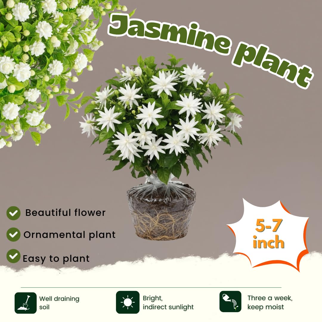 Amazon.com : 2 Jasmine Plants Live, Jasmine Flower Plant Indoors