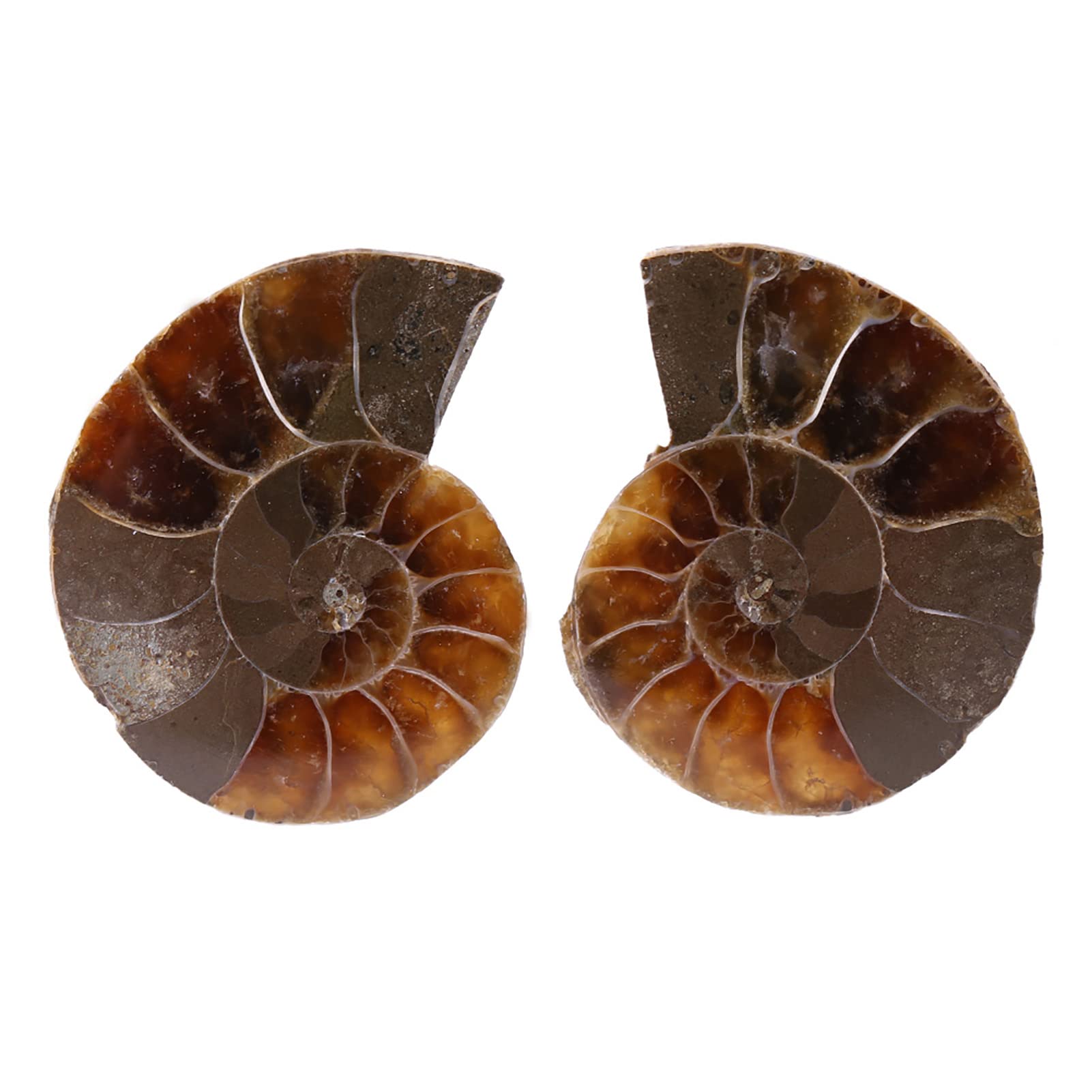 2Pcs Ammonite Fossil Specimen, Madagascar Stones and Minerals Fossil Stones Basic Biological Science Education for Personal Collection of Appreciation(4cm/1.57inch)