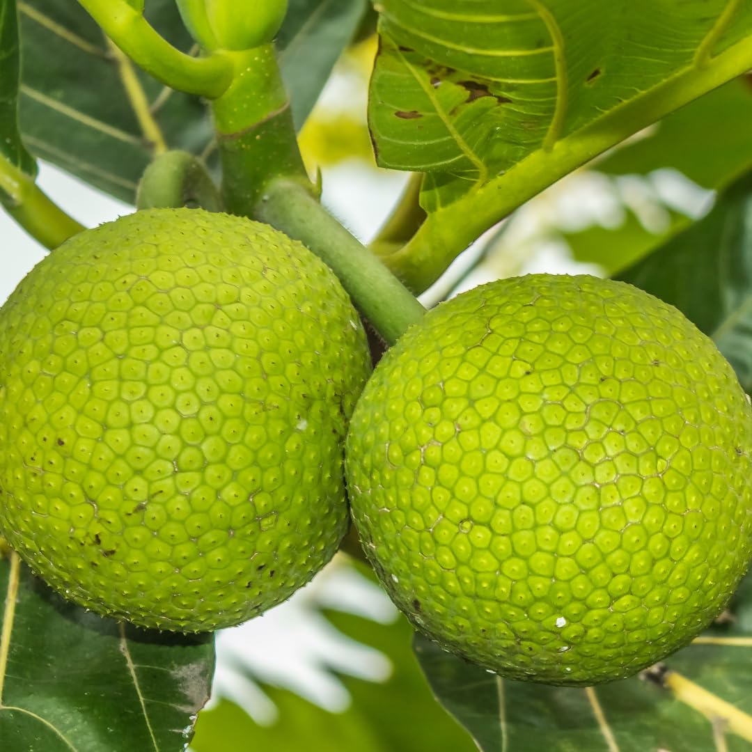 M-Tech Gardens Rare Breadfruit Plant (Artocarpus altilis, Hybrid) Exotic 1 Live Fruit Plant