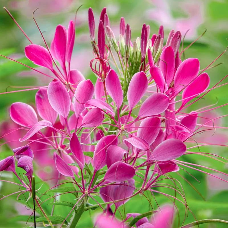Miniatura 3 de Outsidepride Rose Cleome Spider - Semillas de flores cortadas para jardín 1000 semillas