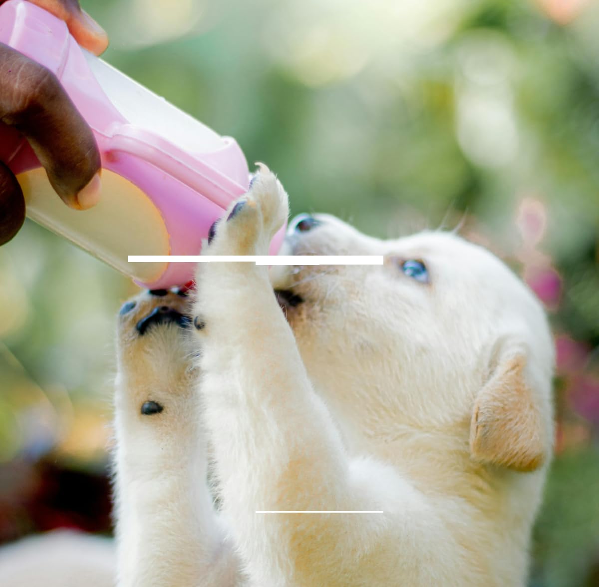 Dogmondo's Ziegenvollmilchpulver 1000g - Premium Ziegenmilch, Welpenmilch, Ersatzmilch ohne Zusätze. 100% Naturprodukt für Hunde, Katzen, Welpen und Kätzchen