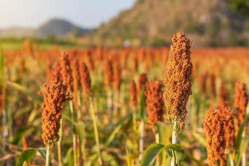 Sorgo dulce de caña de azúcar, 100 semillas, variedad tradicional y polinizada abierta, semillas de vegetales sin OMG para plantar en el jardín de