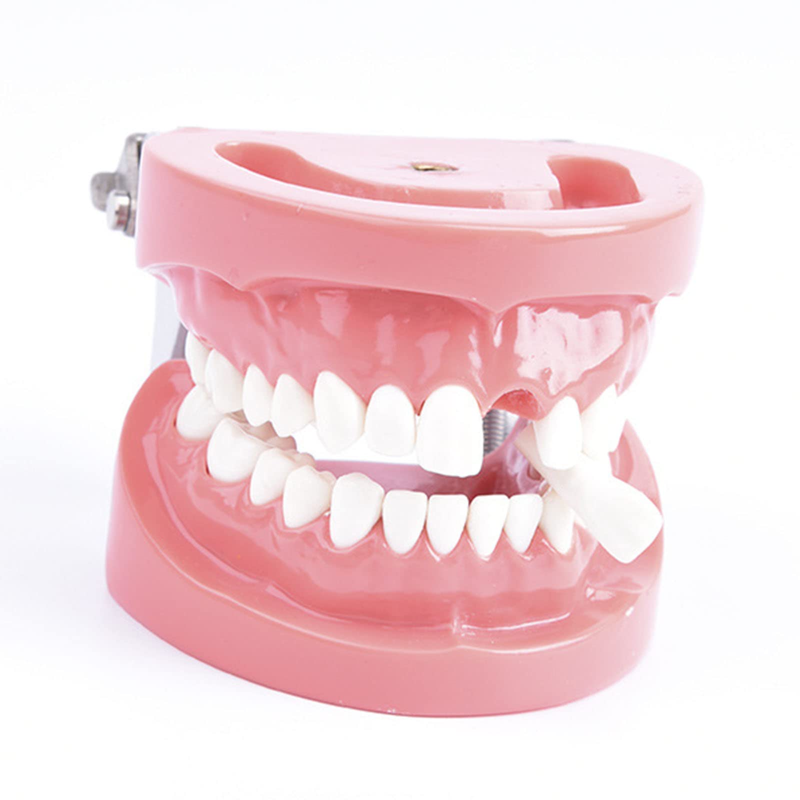 Modèles et Moyens d'enseignement Médical，Squelette Anatomique， Modèle de Dents Modèle de dent Dentaire pour Enfant avec 28 Dents Amovibles et gencives Souples M