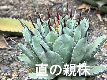 【激レア株】アガベ　八荒殿×甲蟹 マクロアカンサ×イシスメンシス　ハイブリッド 61lXb3x3gAL._UF350,350_QL50_.jpg