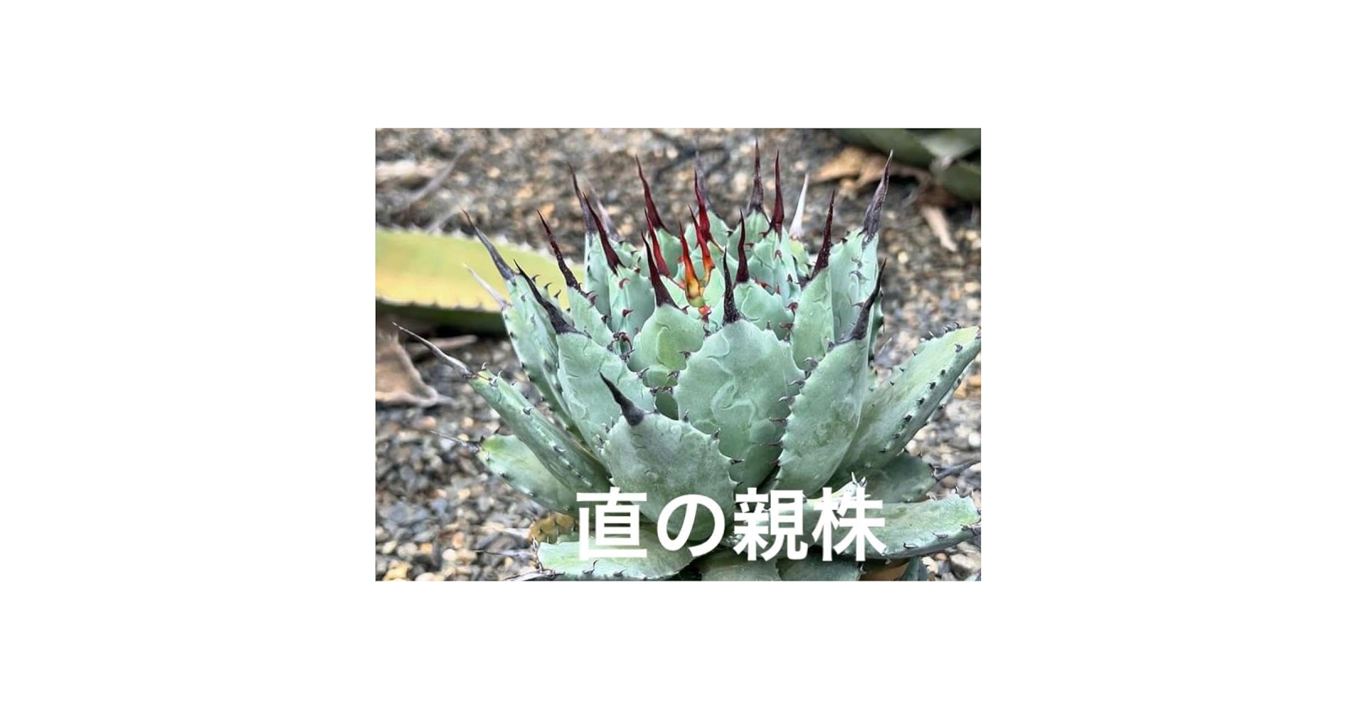 Amazon.co.jp: 青葉八荒甲蟹 マクロアカンサ×イシスメンシス