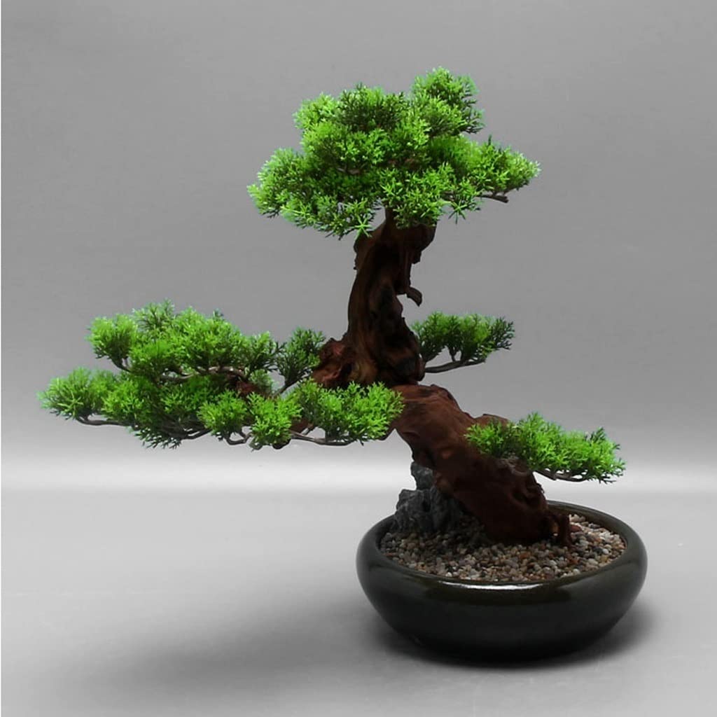 ikea pflanzen bonsai Pinus Nr.33 – 35 Jahre alter bonsai – Einzigartiger horizontaler Stamm –  bonsaiwonder® main image 1