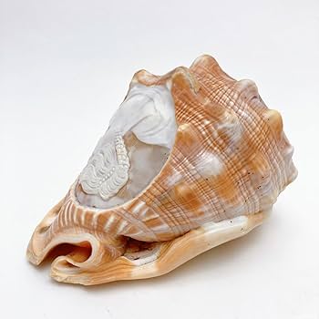 Amazon.co.jp: レア シェルカメオ カメオオブジェ 貝彫り 貝彫刻