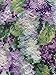 RIOLIS - Gentle Lilac 1447, Floral Cross Stitch Kits 9½