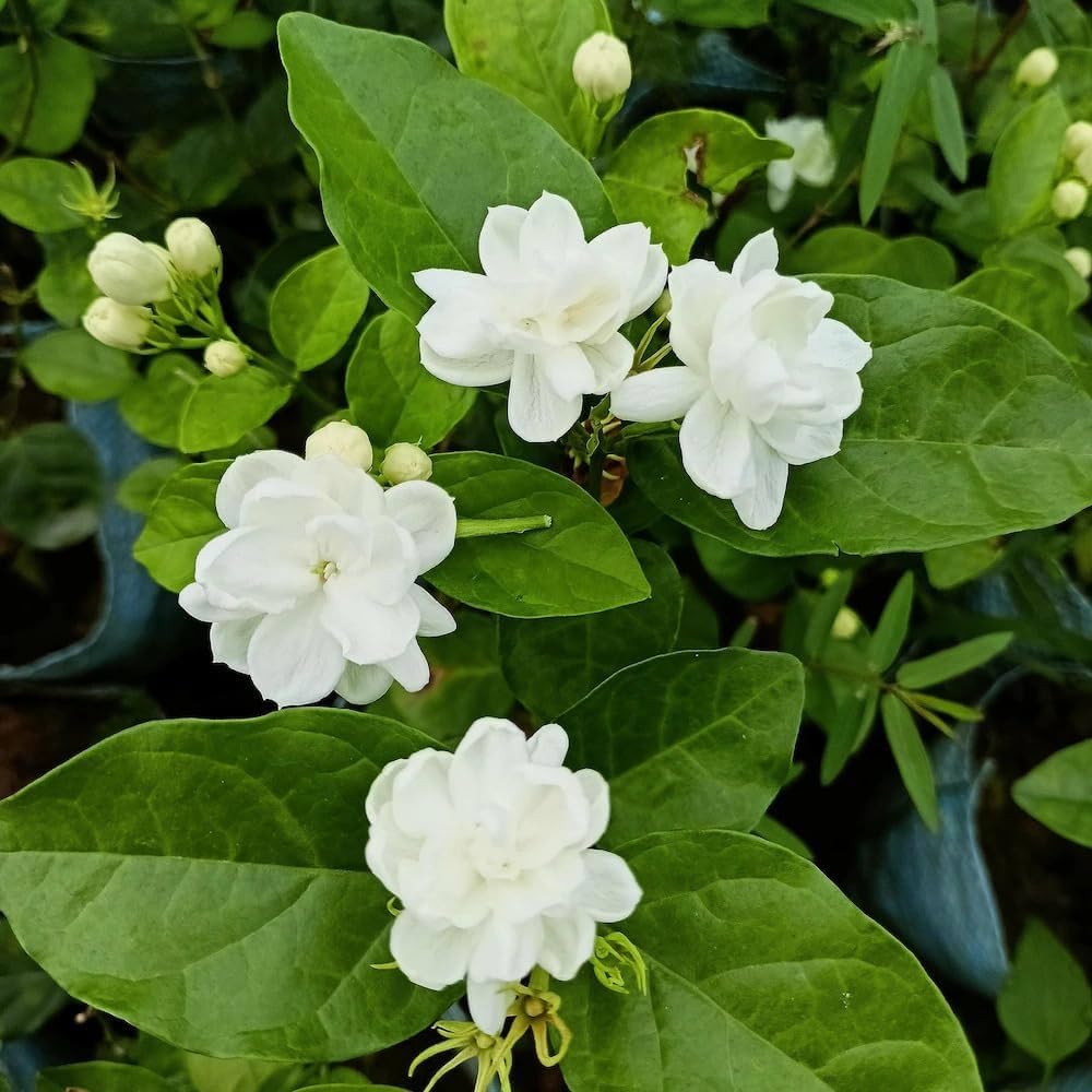 75Pcs White Jasmine Seeds Climbing Jasmine Beautiful