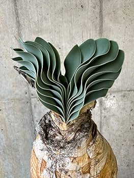 61lY88V2MrL._AC_UF350, 61lY88V2MrL._AC_UF350,