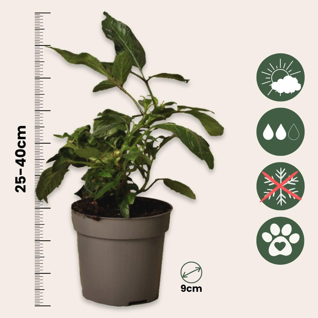 Solanum Muricatum 'Pepino gold' - Poire à melon - Set de 3 - Pot 9cm - Hauteur 25-40cm