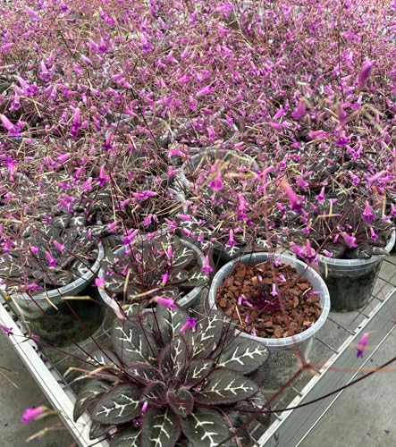 Fertilizante Granulado 14-10-16 para Plantas de Interior 8 oz miniatura 5