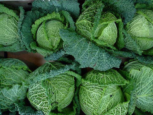Vegetable Cabbage Savoy Perfection 1000 Finest Seeds