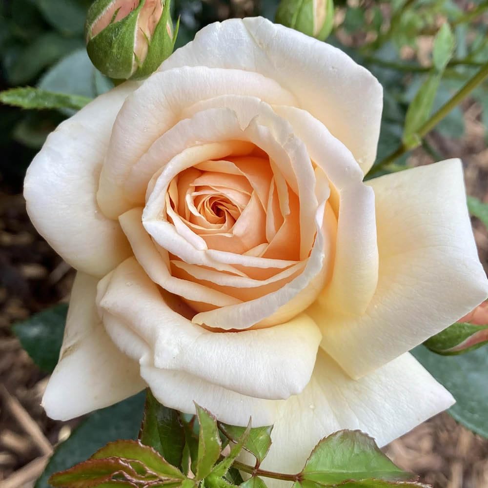 Yougarden Yellow Harkness Rose 'Pure Gold', Gift Wrapped Established 4 Litre Pot, Buttery Fragrant, Repeat Flowering Upright Shrub