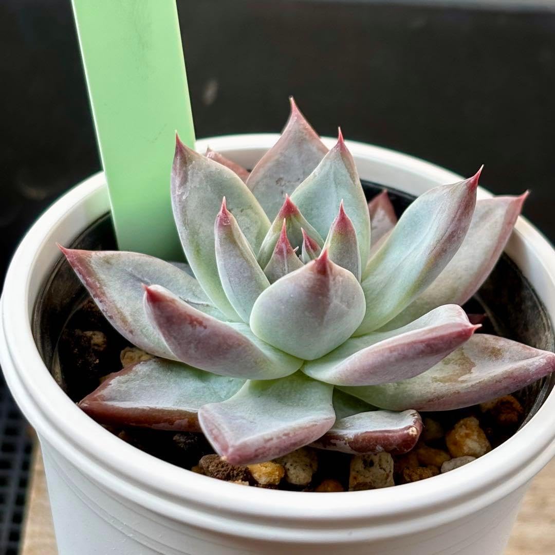 中里リンゼアナ×ホリコロ 札なし エケベリア 多肉植物 ニコリ