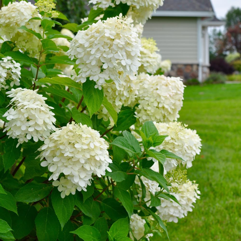 Amazon.com : Lime Hydrangea Live Hydrangea Plant, White Flower