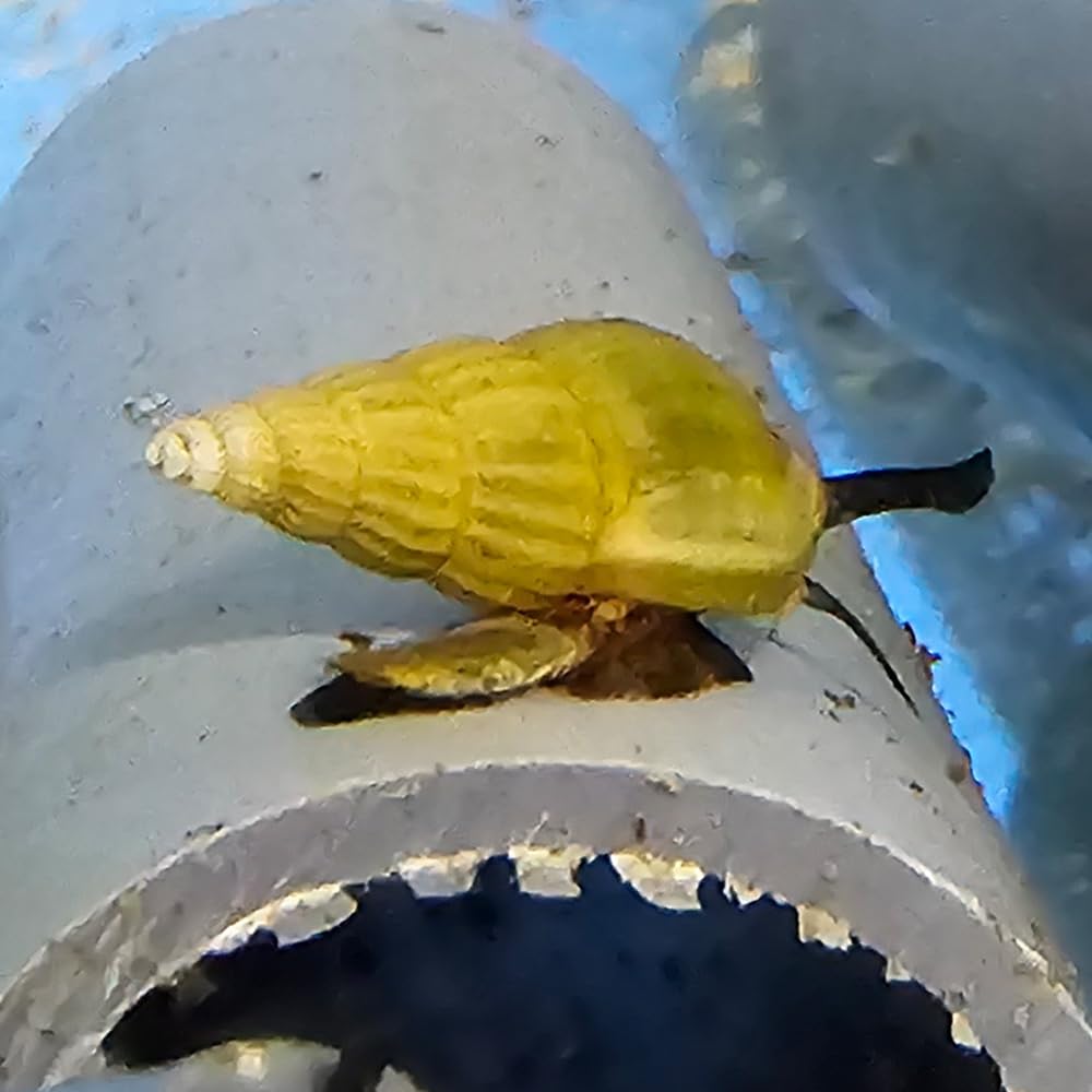 CWP 5 X Golden Assassin Snail Eater Remover Killer Aquarium Aquascape Fish Tank