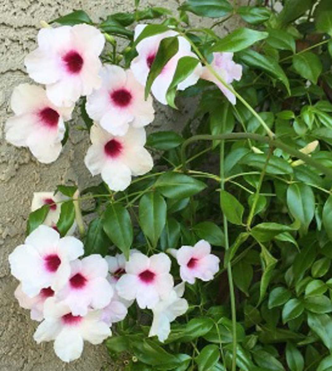 Oxiflora"Tecoma/Tikoma White Flower"Hybrid - 1 Healthy Live Decorative Flowering Plant 1-1.5 Ft Height in Nursery Grow Bag for Home Garden (B0C7P8RSRN) Amazon Price History, Amazon Price Tracker