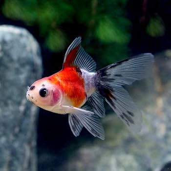 Amazon | （国産金魚）澤姫 1.5～3cm（3匹） | charm