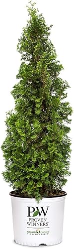 Arbusto de hoja perenne Proven Winners Sting Arborvitae de 0.07 oz
