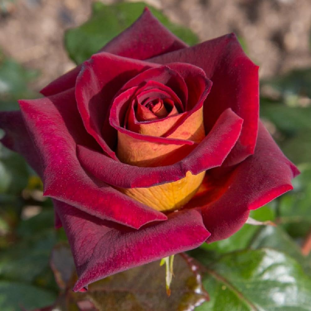 Rosa Brevettata Eddy Mitchell® Meilland Pianta Rifiorente Rosso Giallo Oro per Esterni Vaso 19 cm