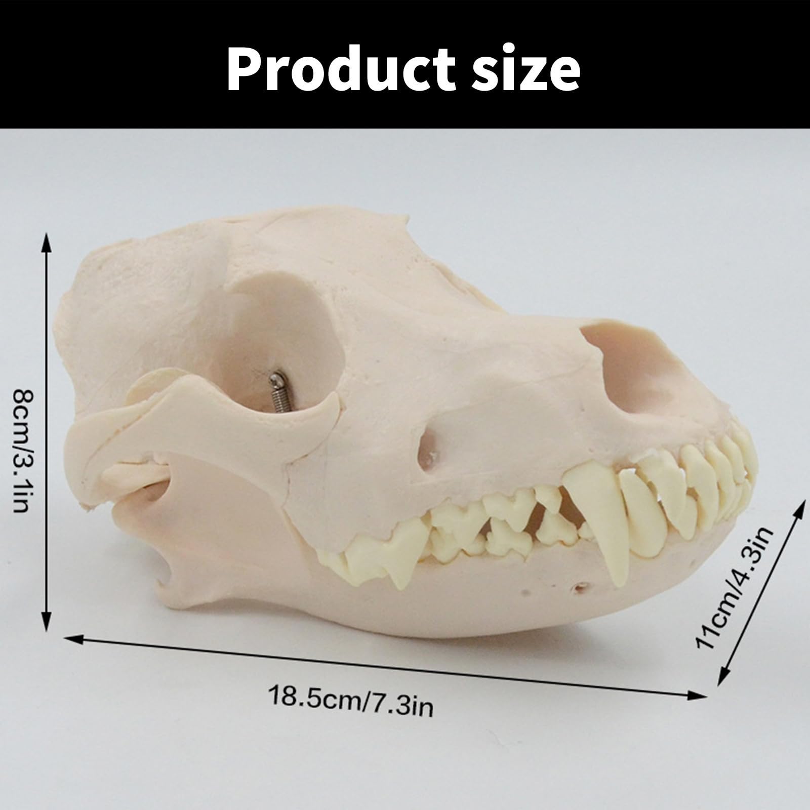 Modello Scheletro Della Testa Del Cane Per L'educazione Veterinaria E Mostrare Anatomico Modello Osseo Osseo Del Cane Anatomia Canina Canina Anatomia