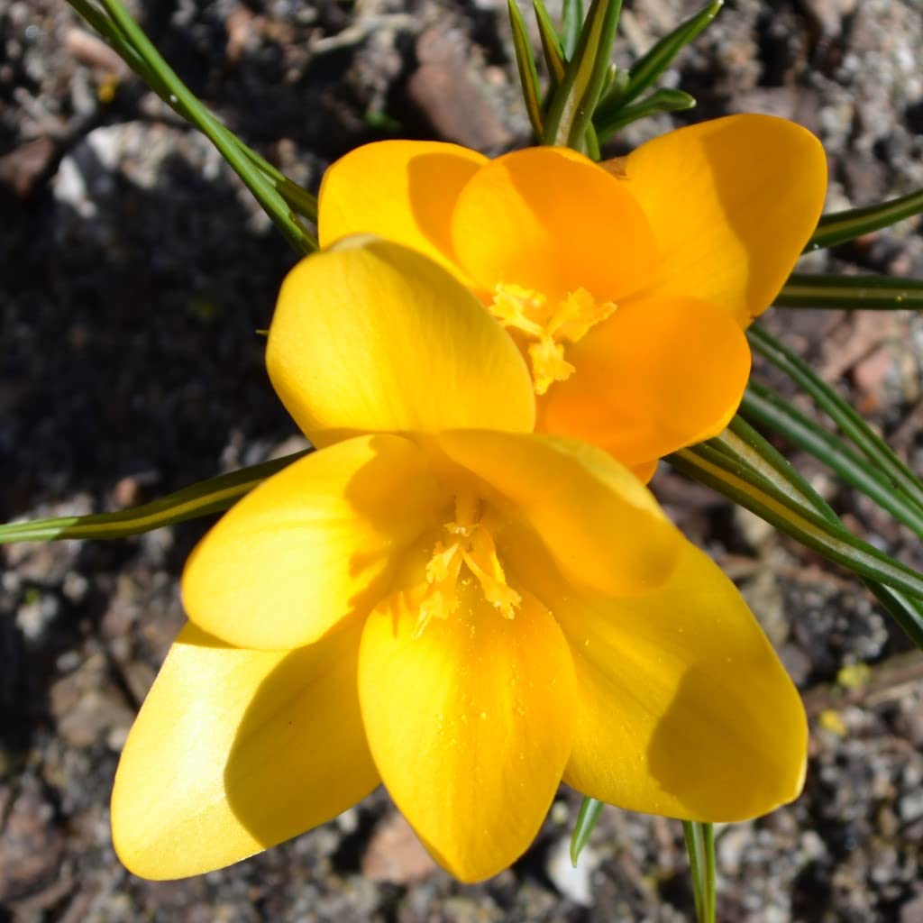 Blumenzwiebeln Krokuszwiebeln Crocus Botanische flavus (50 Zwiebeln)