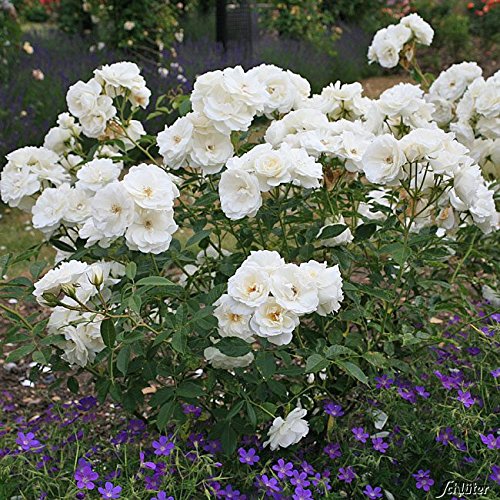 Rose Schneewittchen Strauchrose mit Blüten-Farbe reinweiß - Winterharte Blume mit mittelstarkem Duft - Blütezeit von Juni bis September von Garten Schlüter - Pflanzen in Top Qualität
