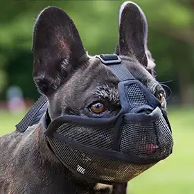 Focinheira Ajustável para Cachorro de Focinho Curto Bulldog, Shih Tzu, Pug, Pequinês e outras raças semelhantes, Máscara Confeccionada em Malha de Nylon Mácia e Resitente (Preto, M)