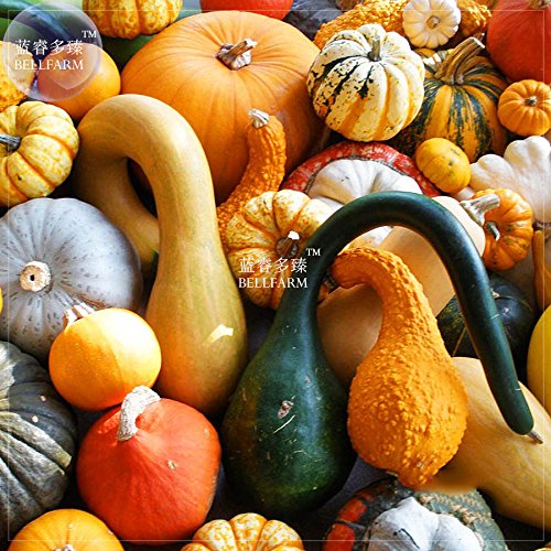 SEMI PLAT FIRM-Bellfarm misto di zucca zucche ornamentali * Seeds (senza suolo), 10pcs, pacchetto professionale, commestibile Cucurbita Pepo