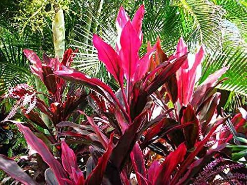 10 Seeds Cordyline rubra Red Fruited Palm Lily Plant