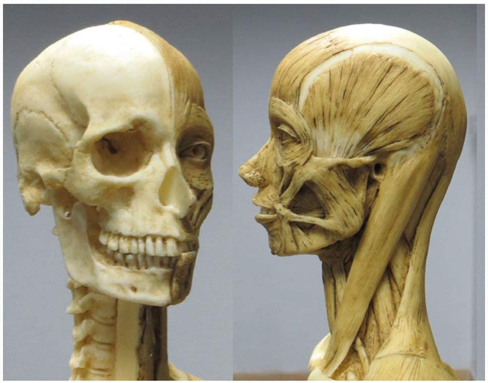 Modèle d'anatomie féminine 23 Pouces (60 cm) Modèle Anatomique des Muscles et du Squelette du Corps Humain pour Le Dessin Outil d'art de référence médicale Jaune